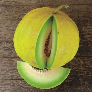 Boule d'Or Melon – Mary's Heirloom Seeds